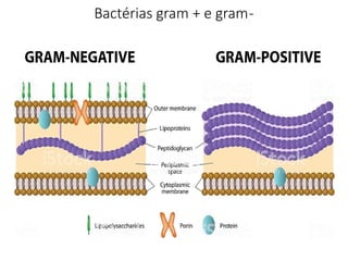 Bactérias gram + e gram-
 