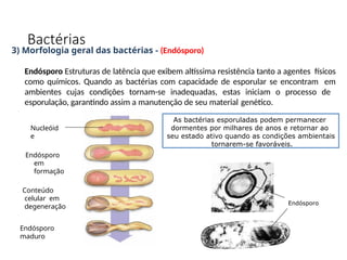 3) Morfologia geral das bactérias - (Endósporo)
Endósporo Estruturas de latência que exibem altíssima resistência tanto a agentes físicos
como químicos. Quando as bactérias com capacidade de esporular se encontram em
ambientes cujas condições tornam-se inadequadas, estas iniciam o processo de
esporulação, garantindo assim a manutenção de seu material genético.
Nucleóid
e
Endósporo
em
formação
Conteúdo
celular em
degeneração
Endósporo
maduro
As bactérias esporuladas podem permanecer
dormentes por milhares de anos e retornar ao
seu estado ativo quando as condições ambientais
tornarem-se favoráveis.
Endósporo
Bactérias
 