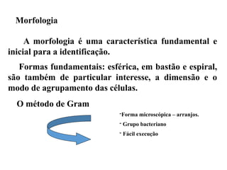 Morfologia
O método de Gram
A morfologia é uma característica fundamental e
inicial para a identificação.
Formas fundamentais: esférica, em bastão e espiral,
são também de particular interesse, a dimensão e o
modo de agrupamento das células.
-Forma microscópica – arranjos.
- Grupo bacteriano
- Fácil execução
 