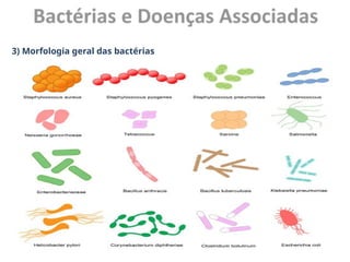 3) Morfologia geral das bactérias
Estrutura da célula bacteriana
 