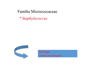 Família Micrococcaceae
• Staphylococcus
Morfologia
Ausência de endosporos
 