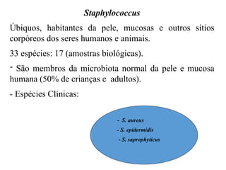 Staphylococcus
Úbiquos, habitantes da pele, mucosas e outros sítios
corpóreos dos seres humanos e animais.
33 espécies: 17 (amostras biológicas).
- São membros da microbiota normal da pele e mucosa
humana (50% de crianças e adultos).
- Espécies Clínicas:
- S. aureus
- S. epidermidis
- S. saprophyticus
 