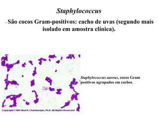 Staphylococcus
- São cocos Gram-positivos: cacho de uvas (segundo mais
isolado em amostra clínica).
Staphylococcus aureus, cocos Gram
positivos agrupados em cachos.
 