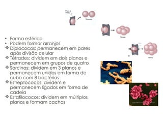 Cocos
• Forma esférica
• Podem formar arranjos
 Diplococos: permanecem em pares
após divisão celular
 Tétrades: dividem em dois planos e
permanecem em grupos de quatro
 Sarcinas: dividem em 3 planos e
permanecem unidos em forma de
cubo com 8 bactérias
 Estreptococos: dividem e
permanecem ligados em forma de
cadeia
 Estafilococos: dividem em múltiplos
planos e formam cachos
 