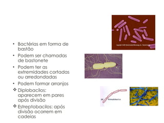 Bacilos
• Bactérias em forma de
bastão
• Podem ser chamadas
de bastonete
• Podem ter as
extremidades cortadas
ou arredondadas
• Podem formar arranjos
 Diplobacilos:
aparecem em pares
após divisão
 Estreptobacilos: após
divisão ocorrem em
cadeias
 