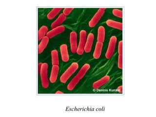 Escherichia coli
 