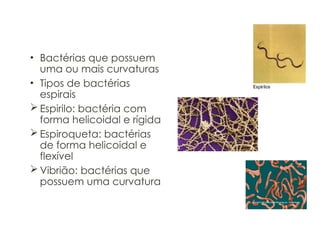 Espirais
• Bactérias que possuem
uma ou mais curvaturas
• Tipos de bactérias
espirais
 Espirilo: bactéria com
forma helicoidal e rígida
 Espiroqueta: bactérias
de forma helicoidal e
flexível
 Vibrião: bactérias que
possuem uma curvatura
 