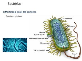 3) Morfologia geral das bactérias
Estruturas celulares
Bactérias
 