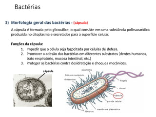 3) Morfologia geral das bactérias - (cápsula)
A cápsula é formada pelo glicocálice, o qual consiste em uma substância polissacarídica
produzida no citoplasma e secretados para a superfície celular.
Funções da cápsula:
1. Impedir que a célula seja fagocitada por células de defesa.
2. Promover a adesão das bactérias em diferentes substratos (dentes humanos,
trato respiratório, mucosa intestinal, etc.)
3. Proteger as bactérias contra desidratação e choques mecânicos.
cápsula
Bactérias
 