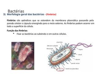 3) Morfologia geral das bactérias - (Fímbrias)
Fímbrias são apêndices que se estendem da membrana plasmática passando pela
parede celular e cápsula emergindo para o meio externo. As fímbrias podem ocorrer em
toda a superfície da célula.
Função das fímbrias:
 Fixar as bactérias ao substrato e em outras células.
Bactérias
 