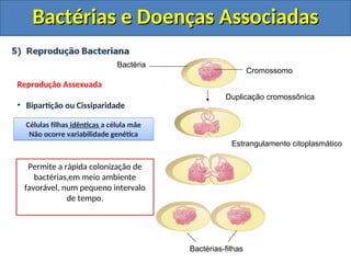 Bactérias e Doenças Associadas
Bactérias e Doenças Associadas
Bactérias-filhas
Estrangulamento citoplasmático
Duplicação cromossônica
Cromossomo
Bactéria
Reprodução Assexuada
• Bipartição ou Cissiparidade
Células filhas idênticas a célula mãe
Não ocorre variabilidade genética
Podemos afirmar que bipartição é a
mesma coisa que mitose?
Não!!! O termo mitose refere-se a
cariogamia (divisão do núcleo),
como bactérias não tem núcleo não
sofrem mitose.
Qual a grande desvantagem da
Bipartição?
Não há troca de material genético,
portanto não há variabilidade. Se o
ambiente modificar, pode erradicar
todas as bactérias de uma só vez.
Qual a grande vantagem da
Bipartição?
Permite a rápida colonização de
bactérias,em meio ambiente
favorável, num pequeno intervalo
de tempo.
 