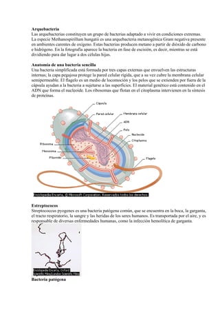 Arquebacteria
Las arquebacterias constituyen un grupo de bacterias adaptado a vivir en condiciones extremas.
La especie Methanospirillum hungatii es una arquebacteria metanogénica Gram negativa presente
en ambientes carentes de oxígeno. Estas bacterias producen metano a partir de dióxido de carbono
e hidrógeno. En la fotografía aparece la bacteria en fase de escisión, es decir, mientras se está
dividiendo para dar lugar a dos células hijas.

Anatomía de una bacteria sencilla
Una bacteria simplificada está formada por tres capas externas que envuelven las estructuras
internas; la capa pegajosa protege la pared celular rígida, que a su vez cubre la membrana celular
semipermeable. El flagelo es un medio de locomoción y los pelos que se extienden por fuera de la
cápsula ayudan a la bacteria a sujetarse a las superficies. El material genético está contenido en el
ADN que forma el nucleoide. Los ribosomas que flotan en el citoplasma intervienen en la síntesis
de proteínas.




Estreptococos
Streptococcus pyogenes es una bacteria patógena común, que se encuentra en la boca, la garganta,
el tracto respiratorio, la sangre y las heridas de los seres humanos. Es transportada por el aire, y es
responsable de diversas enfermedades humanas, como la infección hemolítica de garganta.




Bacteria patógena
 