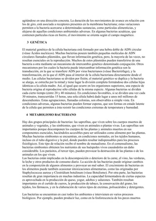 agitándose en una dirección concreta. La duración de los movimientos de avance en relación con
los de giro, está asociada a receptores presentes en la membrana bacteriana; estas variaciones
permiten a la bacteria acercarse a determinadas sustancias, como partículas alimenticias, y
alejarse de aquellas condiciones ambientales adversas. En algunas bacterias acuáticas, que
contienen partículas ricas en hierro, el movimiento se orienta según el campo magnético.

   3 GENÉTICA

El material genético de la célula bacteriana está formado por una hebra doble de ADN circular
(véase Ácidos nucleicos). Muchas bacterias poseen también pequeñas moléculas de ADN
circulares llamados plásmidos, que llevan información genética, pero, la mayoría de las veces, no
resultan esenciales en la reproducción. Muchos de estos plásmidos pueden transferirse de una
bacteria a otra mediante un mecanismo de intercambio genético denominado conjugación. Otros
mecanismos por los cuales la bacteria puede intercambiar información genética son la
transducción, en la que se transfiere ADN por virus bacterianos (véase Bacteriófago), y la
transformación, en la que el ADN pasa al interior de la célula bacteriana directamente desde el
medio. Las células bacterianas se dividen por fisión; el material genético se duplica y la bacteria
se alarga, se estrecha por la mitad y tiene lugar la división completa formándose dos células hijas
idénticas a la célula madre. Así, al igual que ocurre en los organismos superiores, una especie de
bacteria origina al reproducirse sólo células de la misma especie. Algunas bacterias se dividen
cada cierto tiempo (entre 20 y 40 minutos). En condiciones favorables, si se dividen una vez cada
30 minutos, transcurridas 15 horas, una sola célula habrá dado lugar a unos mil millones de
descendientes. Estas agrupaciones, llamadas colonias, son observables a simple vista. En
condiciones adversas, algunas bacterias pueden formar esporas, que son formas en estado latente
de la célula que permiten a ésta resistir las condiciones extremas de temperatura y humedad.

   4 METABOLISMO BACTERIANO

Hay dos grupos principales de bacterias: las saprofitas, que viven sobre los cuerpos muertos de
animales y vegetales, y las simbiontes, que viven en animales o plantas vivas. Las saprofitas son
importantes porque descomponen los cuerpos de las plantas y animales muertos en sus
componentes esenciales, haciéndolos accesibles para ser utilizados como alimento por las plantas.
Muchas bacterias simbiontes se encuentran, en condiciones normales, en los tejidos humanos,
incluso en el tubo digestivo y la piel, donde pueden resultar indispensables para los procesos
fisiológicos. Este tipo de relación recibe el nombre de mutualismo. En el comensalismo, las
bacterias simbiontes obtienen los nutrientes de sus huéspedes vivos causándoles un daño
considerable. Los parásitos, el tercer tipo, pueden provocar la destrucción de las plantas o de los
animales en los que viven.
Las bacterias están implicadas en la descomposición o deterioro de la carne, el vino, las verduras,
la leche y otros productos de consumo diario. La acción de las bacterias puede originar cambios
en la composición de algunos alimentos y provocar un mal sabor. El crecimiento de bacterias en
los alimentos puede también ocasionar intoxicaciones alimentarias, como las originadas por
Staphylococcus aureus y Clostridium botulinum (véase Botulismo). Por otra parte, las bacterias
resultan de gran importancia en muchas industrias. La capacidad fermentadora de ciertas especies
es aprovechada en la producción de queso, yogur, adobos y salazones. También resultan
importantes en el curtido de cueros, la producción de tabaco, la conservación del grano, los
tejidos, los fármacos, y en la elaboración de varios tipos de enzimas, polisacáridos y detergentes.

Las bacterias se encuentran en casi todos los ambientes e intervienen en varios procesos
biológicos. Por ejemplo, pueden producir luz, como en la fosforescencia de los peces muertos
 