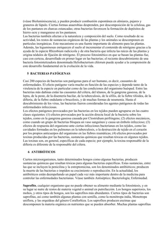 (véase Bioluminiscencia), y pueden producir combustión espontánea en almiares, pajares y
graneros de lúpulo. Ciertas formas anaerobias desprenden, por descomposición de la celulosa, gas
de los pantanos en charcas estancadas; otras bacterias favorecen la formación de depósitos de
hierro ocre y manganeso en los pantanos.
Las bacterias también afectan a la naturaleza y composición del suelo. Como resultado de su
actividad, los restos de sustancias orgánicas de las plantas y los animales se descomponen en
partículas inorgánicas. Este mecanismo es una fuente importante de alimento para las plantas.
Además, las leguminosas enriquecen el suelo al incrementar el contenido de nitrógeno gracias a la
ayuda de la especie Rhizobium radicicola y de otra bacteria que infecta las raíces de las plantas y
origina nódulos de fijación de nitrógeno. El proceso fotosintético en que se basan las plantas fue,
casi con certeza, desarrollado en primer lugar en las bacterias; el reciente descubrimiento de una
bacteria fotosintetizadora denominada Heliobacterium chlorum puede ayudar a la comprensión de
este desarrollo fundamental en la evolución de la vida.

   5 BACTERIAS PATÓGENAS

Casi 200 especies de bacterias son patógenas para el ser humano, es decir, causantes de
enfermedades. El efecto patógeno varía mucho en función de las especies y depende tanto de la
virulencia de la especie en particular como de las condiciones del organismo huésped. Entre las
bacterias más dañinas están las causantes del cólera, del tétanos, de la gangrena gaseosa, de la
lepra, de la peste, de la disentería bacilar, de la tuberculosis, de la sífilis, de la fiebre tifoidea, de la
difteria, de la fiebre ondulante o brucelosis, y de muchas formas de neumonía. Hasta el
descubrimiento de los virus, las bacterias fueron consideradas los agentes patógenos de todas las
enfermedades infecciosas.
Los efectos patógenos provocados por las bacterias en los tejidos pueden agruparse en las cuatro
clases siguientes: (1) efectos provocados por la acción directa local de la bacteria sobre los
tejidos, como en la gangrena gaseosa causada por Clostridium perfringens; (2) efectos mecánicos,
como cuando un grupo de bacterias bloquea un vaso sanguíneo y causa un émbolo infeccioso; (3)
efectos de respuesta del organismo ante ciertas infecciones bacterianas en los tejidos, como las
cavidades formadas en los pulmones en la tuberculosis, o la destrucción de tejido en el corazón
por los propios anticuerpos del organismo en las fiebres reumáticas; (4) efectos provocados por
toxinas producidas por las bacterias, sustancias químicas que resultan tóxicas en algunos tejidos.
Las toxinas son, en general, específicas de cada especie; por ejemplo, la toxina responsable de la
difteria es diferente de la responsable del cólera.

    6 ANTIBIÓTICOS

Ciertos microorganismos, tanto determinados hongos como algunas bacterias, producen
sustancias químicas que resultan tóxicas para algunas bacterias específicas. Estas sustancias, entre
las que se incluyen la penicilina y la estreptomicina, son los denominados antibióticos; producen
la muerte de las bacterias o impiden su crecimiento o reproducción. En la actualidad, los
antibióticos están deempeñando un papel cada vez más importante dentro de la medicina para
controlar las enfermedades bacterianas. Véase también Antiséptico; Bacteriología; Enfermedad.

Saprofito, cualquier organismo que no puede obtener su alimento mediante la fotosíntesis, y en
su lugar se nutre de restos de materia vegetal o animal en putrefacción. Los hongos superiores, los
mohos, y otros tipos de hongos, son los saprofitos más abundantes. Ciertos tipos de bacterias son
saprofitas, así como también algunas plantas con semilla, como la monótropa india, Monotropa
uniflora, y las orquídeas del género Corallorhiza. Los saprofitos producen enzimas que
descomponen la materia orgánica en nutrientes que se pueden absorber. Muchas plantas saprofitas
 