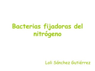 Bacterias fijadoras del nitrógeno Loli Sánchez Gutiérrez 