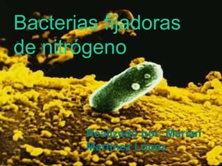 Bacterias fijadoras de nitrógeno Realizado por: Marian Martínez López 