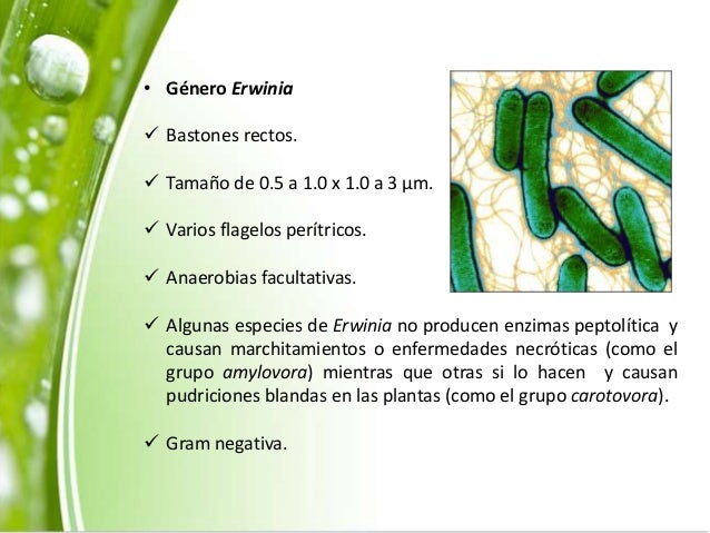 Bacterias fitopatogenas