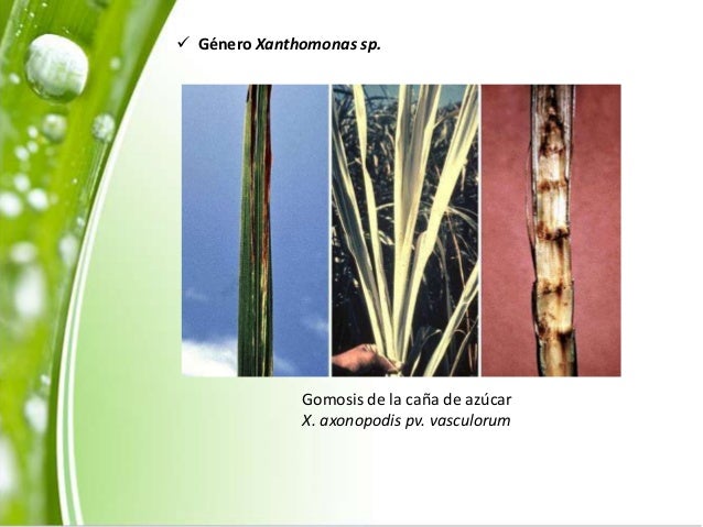 Resultado de imagen para ENFERMEDADES DE LA CAÑA DE AZUCAR