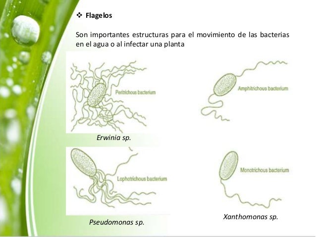 Bacterias fitopatogenas