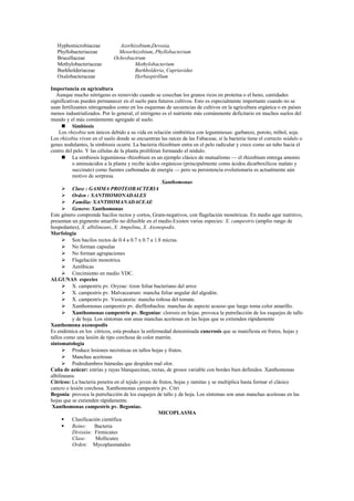 Hyphomicrobiaceae            Azorhizobium,Devosia,
   Phyllobacteriaceae           Mesorhizobium, Phyllobacterium
   Brucellaceae               Ochrobactrum
   Methylobacteriaceae                Methylobacterium
   Burkholderiaceae                   Burkholderia, Cupriavidus
   Oxalobacteraceae                   Herbaspirillum

Importancia en agricultura
   Aunque mucho nitrógeno es removido cuando se cosechan los granos ricos en proteína o el heno, cantidades
significativas pueden permanecer en el suelo para futuros cultivos. Esto es especialmente importante cuando no se
usan fertilizantes nitrogenados como en los esquemas de secuencias de cultivos en la agricultura orgánica o en países
menos industrializados. Por lo general, el nitrógeno es el nutriente más comúnmente deficitario en muchos suelos del
mundo y el más comúnmente agregado al suelo.
       Simbiosis
    Los rhizobia son únicos debido a su vida en relación simbiótica con leguminosas: garbanzo, poroto, trébol, soja.
Los rhizobia viven en el suelo donde se encuentran las raíces de las Fabaceae, si la bacteria tiene el correcto nódulo o
genes nodulantes, la simbiosis ocurre. La bacteria rhizobium entra en el pelo radicular y crece como un tubo hacia el
centro del pelo. Y las células de la planta proliferan formando el nódulo.
       La simbiosis leguminosa–rhizobium es un ejemplo clásico de mutualismo — el rhizobium entrega amonio
           o aminoácidos a la planta y recibe ácidos orgánicos (principalmente como ácidos dicarboxílicos malato y
           succinato) como fuentes carbonadas de energía — pero su persistencia evolutionaria es actualmente aún
           motivo de sorpresa.
                                                      Xanthomonas
       Clase : GAMMA PROTEOBACTERIA
       Orden : XANTHOMONADALES
       Familia: XANTHOMANADACEAE
       Genero: Xanthomonas
Este género comprende bacilos rectos y cortos, Gram-negativos, con flagelación monótricas. En medio agar nutritivo,
presentan un pigmento amarillo no difusible en el medio.Existen varias especies: X. campestris (amplio rango de
hospedantes), X. albilineans, X. Ampelina, X. Axonopodis.
Morfología
       Son bacilos rectos de 0.4 a 0.7 x 0.7 a 1.8 micras.
       No forman capsulas
       No forman agrupaciones
       Flagelación monotrica
       Aeróbicas
       Crecimiento en medio YDC.
ALGUNAS especies
       X. campestris pv. Oryzae: tizon foliar bacteriano del arroz
       X. campestris pv. Malvacearum: mancha foliar angular del algodón.
       X. campestris pv. Vesicatoria: mancha roñosa del tomate.
       Xanthomonas campestris pv. dieffenbachia: manchas de aspecto acuoso que luego toma color amarillo.
       Xanthomonas campestris pv. Begoniae: clorosis en hojas. provoca la putrefacción de los esquejes de tallo
           y de hoja. Los síntomas son unas manchas aceitosas en las hojas que se extienden rápidamente
Xanthomona axonopodis
Es endémica en los cítricos, esta produce la enfermedad denominada cancrosis que se manifiesta en frutos, hojas y
tallos como una lesión de tipo corchosa de color marrón.
sintomatología
       Produce lesiones necroticas en tallos hojas y frutos.
       Manchas aceitosas
       Podredumbres húmedas que despiden mal olor.
Caña de azúcar: estrías y rayas blanquecinas, rectas, de grosor variable con bordes bien definidos. Xanthomonas
albilineans.
Cítricos: La bacteria penetra en el tejido joven de frutos, hojas y ramitas y se multiplica hasta formar el clásico
cancro o lesión corchosa. Xanthomonas campestris pv. Citri
Begonia: provoca la putrefacción de los esquejes de tallo y de hoja. Los síntomas son unas manchas aceitosas en las
hojas que se extienden rápidamente.
 Xanthomonas campestris pv. Begoniae.
                                                     MICOPLASMA
          Clasificación científica
          Reino:     Bacteria
           División: Firmicutes
           Clase:      Mollicutes
           Orden: Mycoplasmatales
 