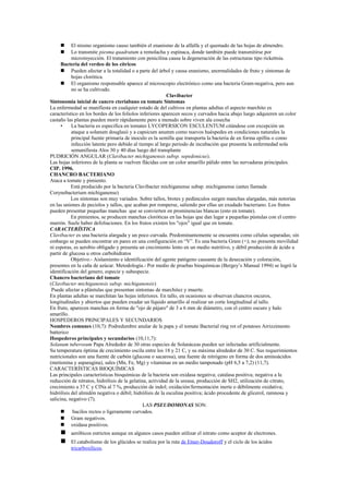      El mismo organismo causo también el enanismo de la alfalfa y el quemado de las hojas de almendro.
          Lo transmite piesma quadratum a remolacha y espinaca, donde también puede transmitirse por
           microinyección. El tratamiento con penicilina causa la degeneración de las estructuras tipo rickettsia.
      Bacteria del verdeo de los cítricos
       Pueden afectar a la totalidad o a parte del árbol y causa enanismo, anormalidades de fruto y síntomas de
           hojas clorótica.
       El organismo responsable aparece al microscopio electrónico como una bacteria Gram-negativa, pero aun
           no se ha cultivado.
                                                          Clavibacter
Sintonomia inicial de cancro cteriabano en tomate Síntomas
La enfermedad se manifiesta en cualquier estado de del cultivos en plantas adultas el aspecto marchito es
característico en los bordes de los foliolos inferiores aparecen secos y curvados hacia abajo luego adquieren un color
castaño las plantas pueden morir rápidamente pero a menudo sobre viven ala cosecha
      •    La bacteria es especifica en tomates LYCOPERSICON ESCULENTUM citándose con excepción un
           ataque a solanum douglasii y a capsicum anumm como nuevos huéspedes en condiciones naturales la
           principal fuente primaria de inoculo es la semilla que transporta la bacteria de en forma epifita o como
           infección latente pero debido al tiempo al largo periodo de incubación que presenta la enfermedad sola
           semanifiesta Alos 30 y 40 días luego del transplante
PUDRICIÓN ANGULAR (Clavibacter michiganensis subsp. sepedonicus).
Las hojas inferiores de la planta se vuelven flácidas con un color amarillo pálido entre las nervaduras principales.
CIP. 1996.
CHANCRO BACTERIANO
Ataca a tomate y pimiento.
           Está producido por la bacteria Clavibacter michiganense subsp. michiganense (antes llamada
Corynebacterium michiganense)
           Los síntomas son muy variados. Sobre tallos, brotes y pedúnculos surgen manchas alargadas, más notorias
en las uniones de peciolos y tallos, que acaban por romperse, saliendo por ellas un exudado bacteriano. Los frutos
pueden presentar pequeñas manchas que se convierten en prominencias blancas (esto en tomate).
           En pimientos, se producen manchas cloróticas en las hojas que dan lugar a pequeñas pústulas con el centro
marrón. Suele haber defoliaciones. En los frutos existen los "ojos" igual que en tomate.
CARACTERÍSTICA
Clavibacter es una bacteria alargada y un poco curvada. Predominantemente se encuentra como células separadas; sin
embargo se pueden encontrar en pares en una configuración en “V”. Es una bacteria Gram (+); no presenta movilidad
ni esporas, es aerobio obligado y presenta un crecimiento lento en un medio nutritivo, y débil producción de ácido a
partir de glucosa u otros carbohidratos
           Objetivo.- Aislamiento e identificación del agente patógeno causante de la desecación y coloración,
presentes en la caña de azúcar. Metodología.- Por medio de pruebas bioquímicas (Bergey’s Manual 1994) se logró la
identificación del genero, especie y subespecie.
Chancro bacteriano del tomate
(Clavibacter michiganensis subsp. michiganensis)
 Puede afectar a plántulas que presentan síntomas de marchitez y muerte.
En plantas adultas se marchitan las hojas inferiores. En tallo, en ocasiones se observan chancros oscuros,
longitudinales y abiertos que pueden exudar un líquido amarillo al realizar un corte longitudinal al tallo.
En fruto, aparecen manchas en forma de "ojo de pájaro" de 3 a 6 mm de diámetro, con el centro oscuro y halo
amarillo.
HOSPEDEROS PRINCIPALES Y SECUNDARIOS
Nombres comunes (10,7): Podredumbre anular de la papa y el tomate Bacterial ring rot of potatoes Arrizzimento
batterico
Hospederos principales y secundarios (10,11,7):
Solanum tuberosum Papa Alrededor de 30 otras especies de Solanáceas pueden ser infectadas artificialmente.
Su temperatura óptima de crecimiento oscila entre los 18 y 21 C, y su máxima alrededor de 30 C. Sus requerimientos
nutricionales son una fuente de carbón (glucosa o sacarosa), una fuente de nitrógeno en forma de dos aminoácidos
(metionina y asparagina), sales (Mn, Fe, Mg) y vitaminas en un medio tamponado (pH 6,5 a 7,2) (11,7).
CARACTERÍSTICAS BIOQUÍMICAS
Las principales características bioquímicas de la bacteria son oxidasa negativa; catalasa positiva; negativa a la
reducción de nitratos, hidrólisis de la gelatina, actividad de la ureasa, producción de SH2, utilización de citrato,
crecimiento a 37 C y ClNa al 7 %, producción de indol; oxidación/fermentación inerte o débilmente oxidativa;
hidrólisis del almidón negativa o débil; hidrólisis de la esculina positiva; ácido procedente de glicerol, ramnosa y
salicina, negativo (7).
                                               LAS PSEUDOMONAS SON:
       bacilos rectos o ligeramente curvados.
       Gram negativos.
       oxidasa positivos.
         aeróbicos estrictos aunque en algunos casos pueden utilizar el nitrato como aceptor de electrones.
         El catabolismo de los glúcidos se realiza por la ruta de Etner-Doudoroff y el ciclo de los ácidos
          tricarboxílicos.
 