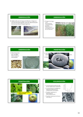 10
El salpicado por el agua de lluvia o riego es
una de las principales vías de diseminación
de las bacterias fitopatógenas.
diseminación
• El agua de riego
o las
herramientas
contaminadas
pueden
determinar el
contagio en una
fila de plantas.
diseminación
• Diseminación
por semillas
infectadas o
infestadas
diseminación
• Las bacterias necesitan de heridas o
aberturas naturales para producir infección.
• Estomas, hidátodos, lenticelas
penetración
El agua es un elemento
indispensable
penetración
• Las bacterias producen lisis
de los tejidos que colonizan
• Las bacterias se multiplican
exponencialmente en
condiciones favorables
• Pueden colonizar el
parénquima
intercelularmente
• Pueden colonizar los haces
vasculares.
colonización
 