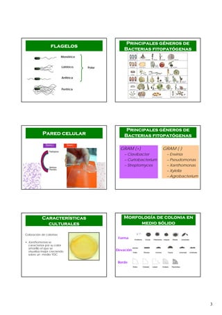 3
Monótrico
Lofótrico
Anfítrica
Perítrica
Polar
flagelos
Principales géneros de
Bacterias fitopatógenas
Pared celular
GRAM (-)
– Erwinia
– Pseudomonas
– Xanthomonas
– Xylella
– Agrobacterium
GRAM (+)
– Clavibacter
– Curtobacterium
– Streptomyces
Principales géneros de
Bacterias fitopatógenas
Coloración de colonias
• Xanthomonas se
caracteriza por su color
amarillo el que se
visualiza mejor creciendo
sobre un medio YDC
Características
culturales
Morfología de colonia en
medio sólido
Forma
Elevación
Borde
 