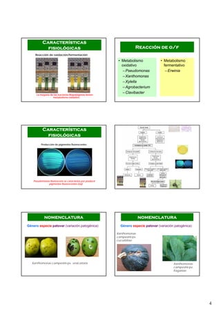 4
Reacción de oxidación/fermentación
La mayoría de las bacterias fitopatógenas tienen
metabolismo oxidativo
Características
fisiológicas
• Metabolismo
oxidativo
–Pseudomonas
–Xanthomonas
–Xylella
–Agrobacterium
–Clavibacter
• Metabolismo
fermentativo
–Erwinia
Reacción de o/f
Producción de pigmentos fluorescentes
Pseudomonas fluorescens se caracteriza por producir
pigmentos fluorescentes (izq)
Características
fisiológicas
Género especie patovar (variación patogénica)
nomenclatura
Xanthomonas campestris pv. vesicatoria
Género especie patovar (variación patogénica)
nomenclatura
Xanthomonas
campestris pv.
cucurbitae
Xanthomonas
campestris pv.
fragariae
 