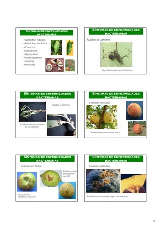 5
Síntomas de enfermedades
bacterianas
• Manchas foliares
• Manchas en frutos
• Cancros
• Marchitez
• Hiperplasia
• Podredumbre
• Costras
• Necrosis
Agallas o tumores
Síntomas de enfermedades
bacterianas
Agrobacterium tumesfasciens
Psudomonas savastanoi
pv.savastanoi
Síntomas de enfermedades
bacterianas
Agallas o tumores
Lesiones en frutos
Síntomas de enfermedades
bacterianas
Xanthomonas arboricola pv. pruni
Lesiones en frutos
Síntomas de enfermedades
bacterianas
Pseudomonas
syringae pv. papulans
Xanthomonas
axonopodis
pv. citri
Lesiones en frutos
Síntomas de enfermedades
bacterianas
Xanthomonas campestris pv. cucurbitae
 