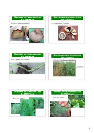 6
Podredumbres blandas
Síntomas de enfermedades
bacterianas
Podredumbres blandas
Síntomas de enfermedades
bacterianas
Afecciones vasculares
Síntomas de enfermedades
bacterianas
Marchitez
Síntomas de enfermedades
bacterianas
Síntomas de enfermedades
bacterianas
Manchas foliares
Manchas foliares
Síntomas de enfermedades
bacterianas
Manchas foliares
 
