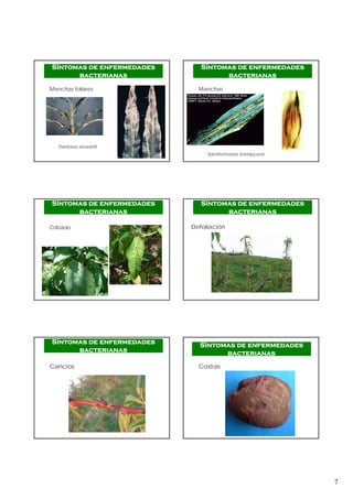 7
Síntomas de enfermedades
bacterianas
Manchas foliares
Pantoea stewartii
Síntomas de enfermedades
bacterianas
Manchas
Xanthomonas translucens
Síntomas de enfermedades
bacterianas
Cribado Defoliación
Síntomas de enfermedades
bacterianas
Cancros
Síntomas de enfermedades
bacterianas
Costras
Síntomas de enfermedades
bacterianas
 