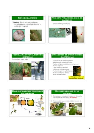 8
Zooglea: Aspecto mucilaginoso,
constituido de masa bacteriana y
restos del vegetal.
Signo de bacterias
Microcorrida: para hojas
Técnicas para ver el signo de
bacterias
Test de flujo: para tallos
Técnicas para ver el signo de
bacterias
• Observación de síntomas y signos
• Aislamiento en medios de cultivo
• Prueba de hipersensibilidad en no huésped
• Prueba de Gram
• Características culturales
• Pruebas de patogenicidad
• Pruebas bioquímicas y fisiológicas
• Pruebas serológicos (ELISA)
• Técnicas moleculares
Diagnóstico de enfermedades
bacterianas
La bibliografía indica que
podría ser una bacteria!!
Diagnóstico de enfermedades
bacterianas
1. Se realiza una inoculación masiva en el mesófilo
de una hoja de una planta NO HUESPED
2. Se observa la ocurrencia (o no) de reacción de
hipersensibilidad
Hipersensibilidad en no
húesped
 