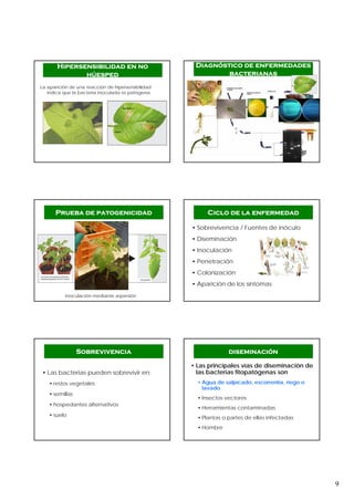 9
La aparición de una reacción de hipersensibilidad
indica que la bacteria inoculada es patógena.
Hipersensibilidad en no
húesped
Diagnóstico de enfermedades
bacterianas
Prueba de patogenicidad
Inoculación mediante aspersión
• Sobrevivencia / Fuentes de inóculo
• Diseminación
• Inoculación
• Penetración
• Colonización
• Aparición de los síntomas
Ciclo de la enfermedad
• Las bacterias pueden sobrevivir en:
• restos vegetales
• semillas
• hospedantes alternativos
• suelo
Sobrevivencia
• Las principales vías de diseminación de
las bacterias fitopatógenas son
• Agua de salpicado, escorrentía, riego o
lavado.
• Insectos vectores
• Herramientas contaminadas
• Plantas o partes de ellas infectadas
• Hombre
diseminación
 