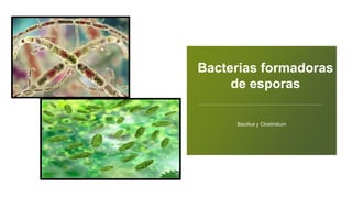 Bacterias formadoras
de esporas
 