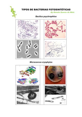 TIPOS DE BACTERIAS FOTOSINTÉTICAS
                         By Renato Soares de Melo

          Bacillus psychrophilus




     Micrococcus cryophylus
 
