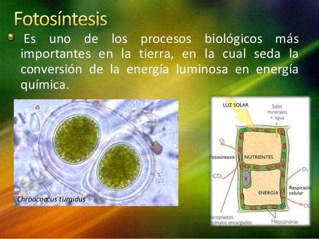Bacterias fotosintéticas final
