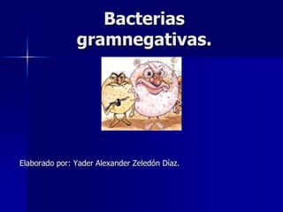 Elaborado por: Yader Alexander Zeledón Díaz.
Bacterias
gramnegativas.
 