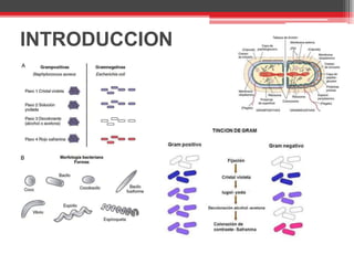 Bacterias gram positivas | PDF