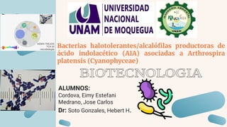 Bacterias halotolerantes/alcalóﬁlas productoras de
ácido indolacético (AIA) asociadas a Arthrospira
platensis (Cyanophyceae)
ALUMNOS:
Cordova, Eimy Estefani
Medrano, Jose Carlos
Dr: Soto Gonzales, Hebert H.
 