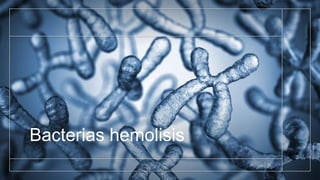 Bacterias hemolisis
 