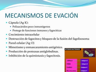 MECANISMOS DE EVACIÓN
 Cápsula (Ag K):
    Polisacáridos poco inmunógenos
    Protege de funciones inmunes y fagocíticas
 Crecimiento intracelular
 Destrucción de fagocitos y bloqueo de la fusión del fagolisosoma
 Pared celular (Ag O)
 Mimetismo y enmascaramiento antigénico.
 Producción de proteasas antiglobulinas.
 Inhibición de la quimiotaxis y fagocitosis.
 