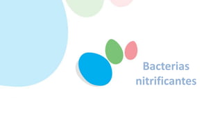 Bacterias
nitrificantes
 
