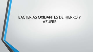 BACTERIAS OXIDANTES DE HIERRO Y 
AZUFRE 
 