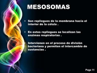 Page 11
MESOSOMAS
• Son repliegues de la membrana hacia el
interior de la célula .
• En estos repliegues se localizan las
enzimas respiratorias .
• Intervienen en el proceso de división
bacteriana y permiten el intercambio de
sustancias .
 