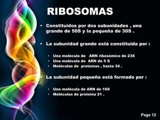 Page 12
RIBOSOMAS
• Constituidos por dos subunidades , una
grande de 50S y la pequeña de 30S .
• La subunidad grande está constituida por :
• Una molécula de ARN ribosómico de 23S
• Una molécula de ARN de 5 S
• Moléculas de proteínas , hasta 34 .
• La subunidad pequeña está formado por :
• Una molécula de ARN de 16S
• Moléculas de proteína 21 .
 