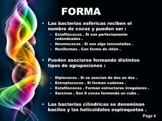 Page 4
FORMA
• Las bacterias esféricas reciben el
nombre de cocos y pueden ser :
– Estafilococos . Si son perfectamente
redondeados .
– Neumococos . Si son algo lanceoladas .
– Reniformes . Con forma de riñón .
• Pueden asociarse formando distintos
tipos de agrupaciones :
– Diplococos . Si se asocian de dos en dos .
– Estreptococos . Si forman cadenas .
– Estafilococos . Forman estructuras irregulares .
– Sarcinas . Son 8 cocos formando un cubo .
• Las bacterias cilíndricas se denominan
bacilos y las helicoidales espiroquetas .
 