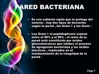 Page 7
PARED BACTERIANA
• Es una cubierta rígida que la protege del
exterior , hay dos tipos de bacterias
según la pared , las Gram + y las Gram –
• Las Gram + el peptidoglicano supone
entre el 50% y el 90% , el resto de la
pared está constituido por ácidos
gliceroteicoicos que inhiben el proceso
de agregación bacteriana y los ácidos
teicoicos , implicados en el
mantenimiento de la integridad de la
pared .
 