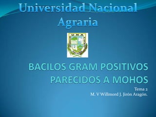 Universidad Nacional  Agraria BACILOS GRAM POSITIVOS PARECIDOS A MOHOS Tema 2 M. V Willmord J. Jirón Aragón. 