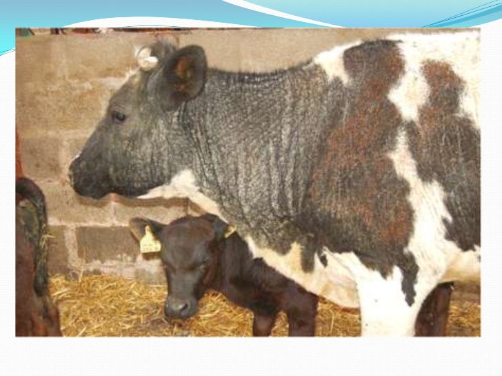 NOCARDIOSIS EN ANIMALES EBOOK DOWNLOAD NOCARDIOSIS EN ANIMALES EBOOK DOWNLOAD