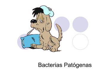 Bacterias Patógenas 